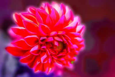 Close-up of red flower