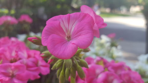 Close-up of pink cosmos blooming outdoors