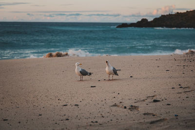 Seagulls on beach