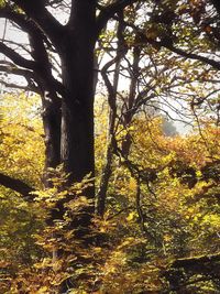 Low angle view of trees against sky