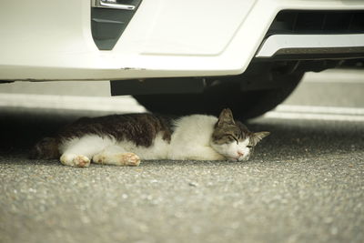 Close-up of cat on road