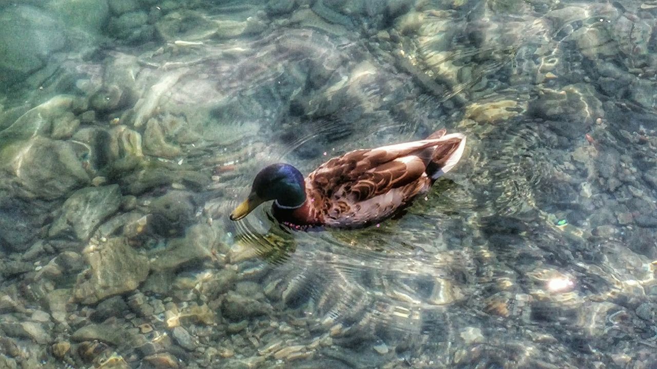 Duck