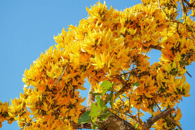 Low angle view of yellow flowering plant against sky