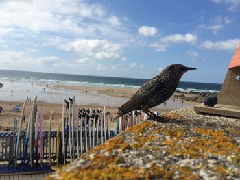 Starling perching on retaining wall against beach