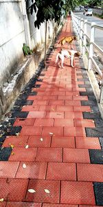 High angle view of birds on footpath