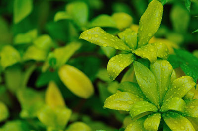 Close-up of wet plant