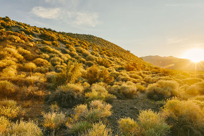 Sunset over shrubs near mono lake in northern california.