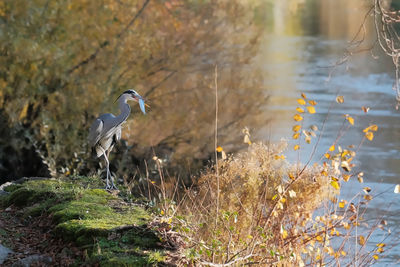 High angle view of gray heron perching on field