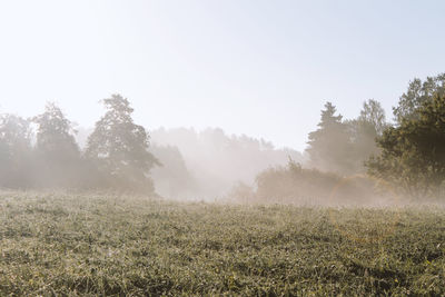 Scenic view of field in foggy weather