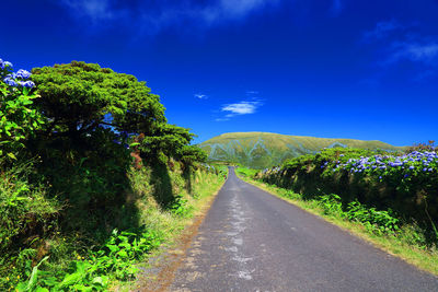 Road amidst trees against blue sky