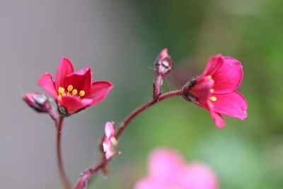 Close-up of pink flowers