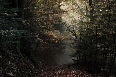 Trees growing in forest during autumn
