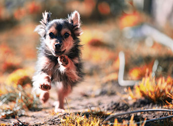 Running dog on field