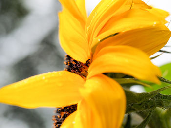 Close-up of yellow flower