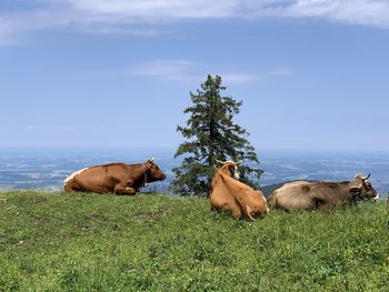 Cows in a field