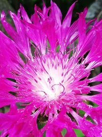 Close-up of pink flower