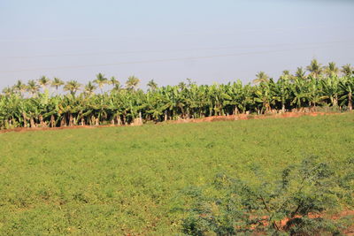 Trees on field against sky