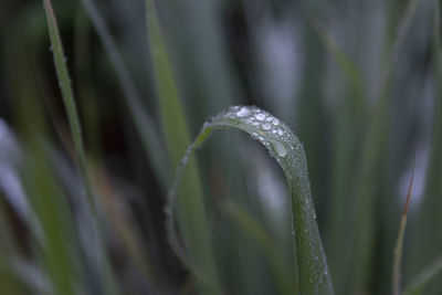 Close-up of raindrops on leaf