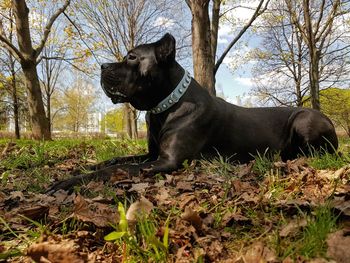 Dog relaxing on grassy field