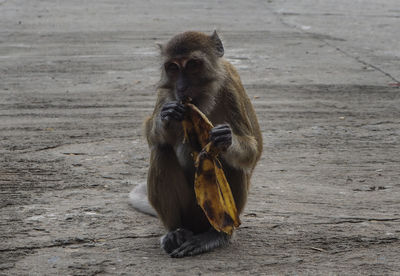 Monkey eating banana while sitting on street