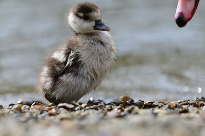 Close-up of a bird