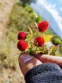 Close-up of hand holding strawberries