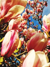 Close-up of flowers and leaves