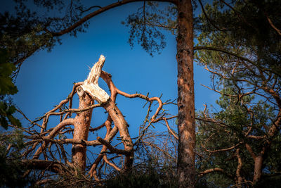 Low angle view of bare tree against blue sky