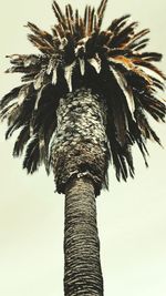 Low angle view of palm tree against sky