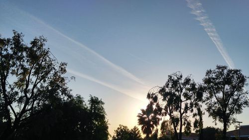 Low angle view of trees against blue sky