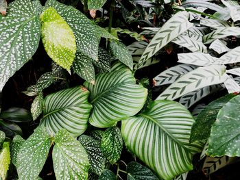 Full frame shot of leaves