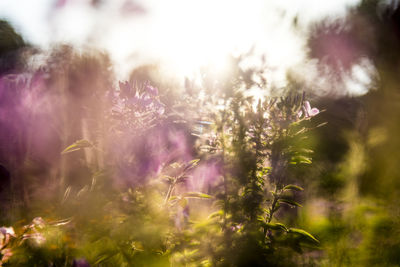 Close-up of purple flowers