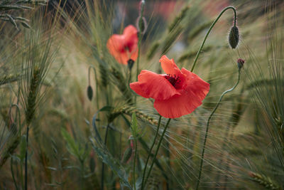 Close-up of red flowers