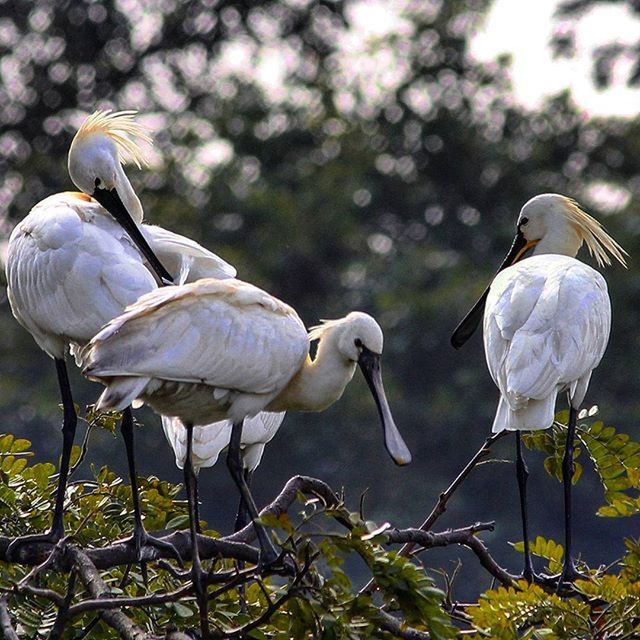 bird, animals in the wild, animal themes, wildlife, perching, focus on foreground, nature, two animals, day, outdoors, full length, beak, no people, tree, three animals, close-up, beauty in nature, sunlight, togetherness, side view