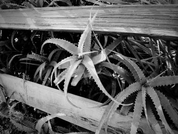 Close-up of lizard on plant