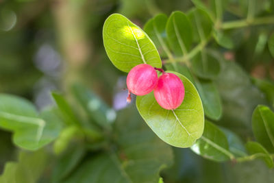 Close-up of pink flowering plant