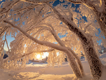 Frozen tree covered in deep snow in beautiful sunset light, salzburg, austria.