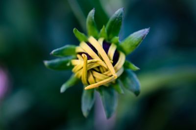 Close-up of yellow flower