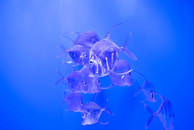 Close-up of jellyfish against blue background