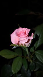 Close-up of pink rose blooming at night