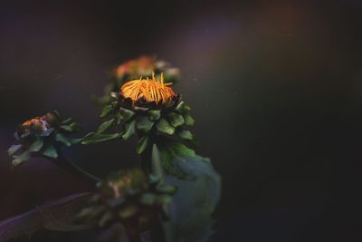 Close-up of flowering plant against white background