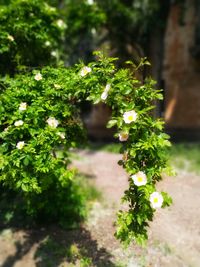 Close-up of flowering plant