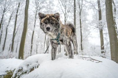 Dog running on snow covered field