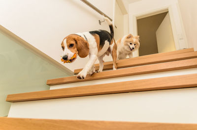 Low angle view of dog standing by staircase at home