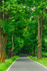 Road amidst trees in forest
