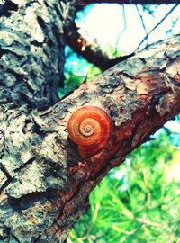 Close-up of snail on tree trunk