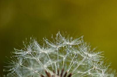 Close-up of water drops on dandelion