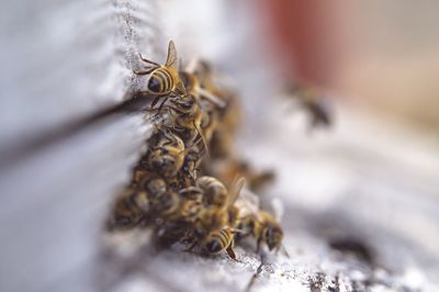 Close-up of bee