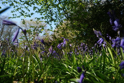 Purple flowers blooming on tree