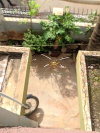 Close-up of insect on plant